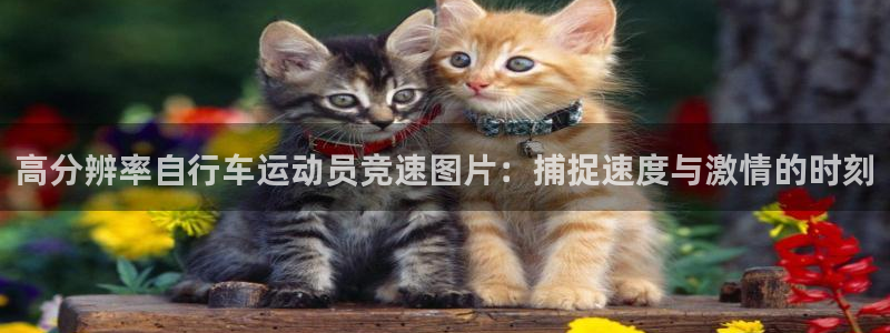 尊龙凯时平台官网|高分辨率自行车运动员竞速图片:捕捉速度与激情的时刻(图1) 尊龙凯时平台官网